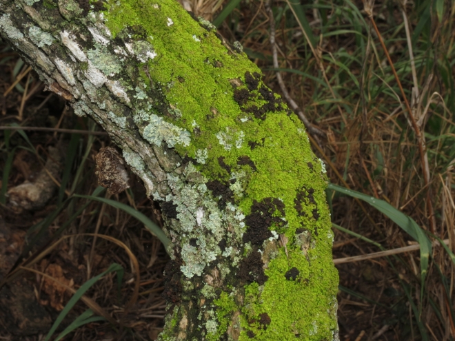 Moss and lichens on a fallen limb