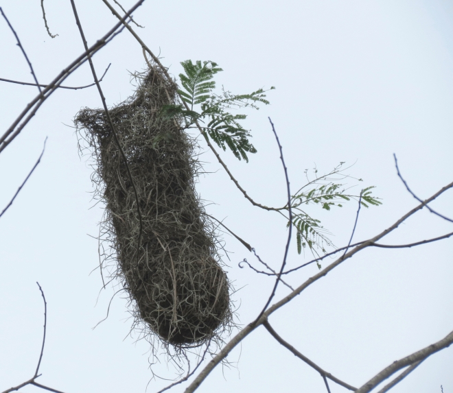 Nest of Altamira Oriole, made of Spanish moss
