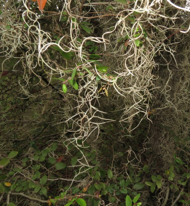 Spanish Moss, Tillandsia usneoides