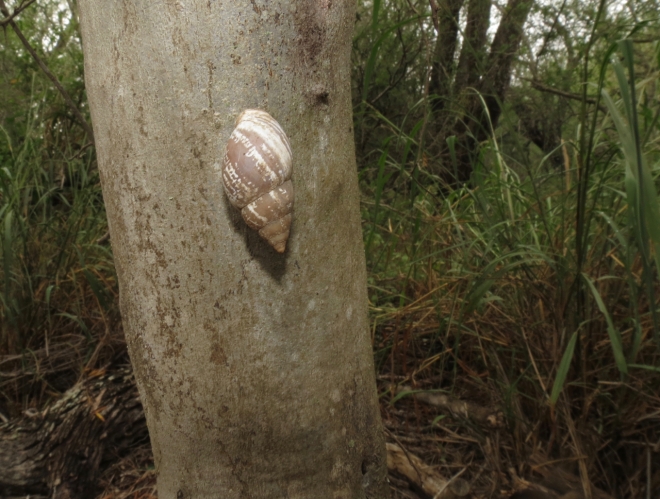 Striped Rabdotus. Primary food snail of the Hooked-bill Kite.
